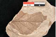 Foto (Detailansicht) von Rhytisma feroniae Ettingshausen (NHMW-GEO-2024-0188-6390)